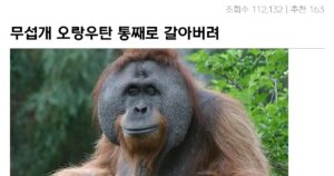 Read more about the article 오랑우탄이 갈린다면? 다크 로스트미디어의 비현실적 학대