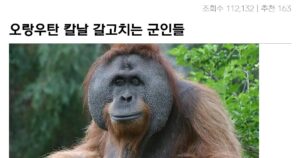 Read more about the article 오랑우탄 믹서기 학살 유머의 끝판왕 ‘빙산의 맨아래’