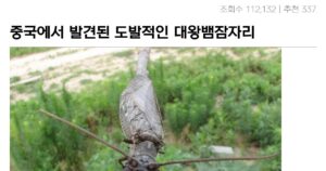 Read more about the article 중국에서 나타난 대왕뱀잠자리, 극심한 고통의 비명