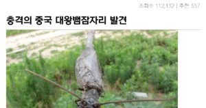 Read more about the article 중국에서 발견된 대왕뱀잠자리, 불쾌한 고통을 느낀다.